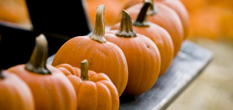 Une rangée de citrouilles