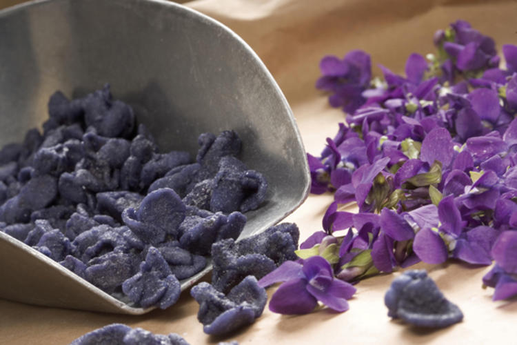 Toulouse (Midi) : les violettes
