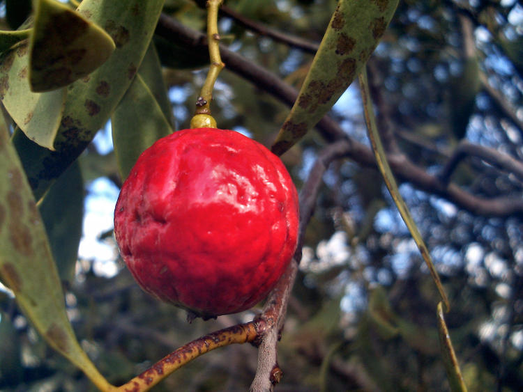 Quandong