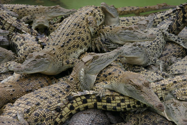 Ferme de crocodiles