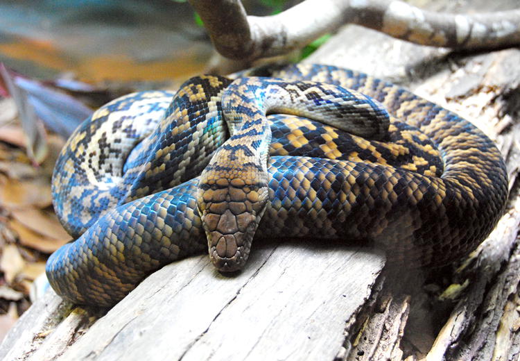Le python améthyste peut atteindre 8 m de long