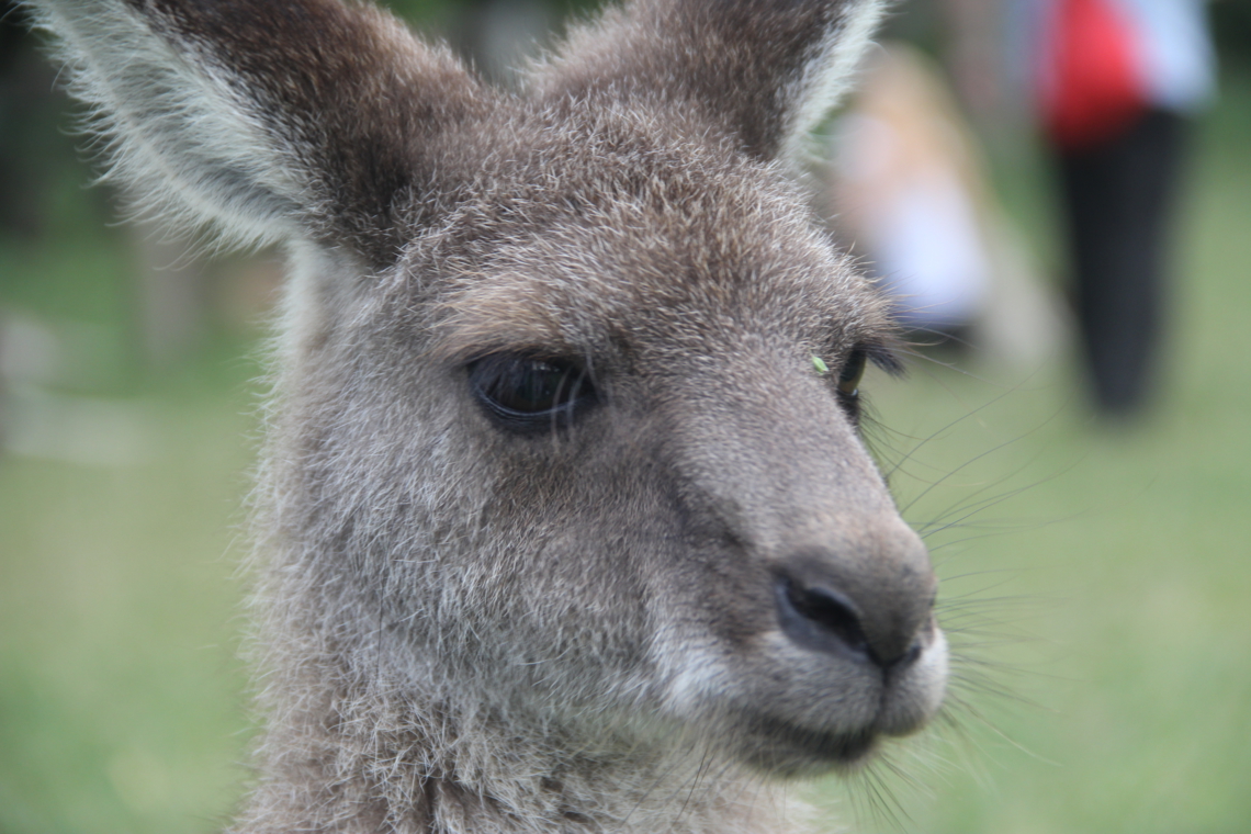 Un kangourou