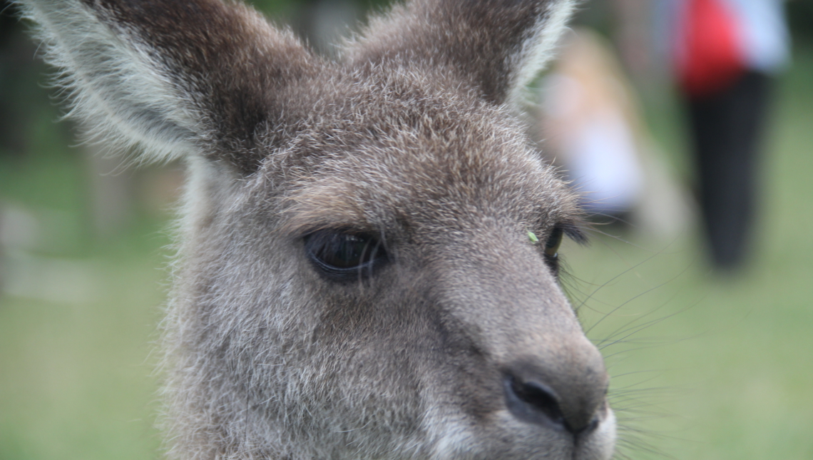 Un kangourou